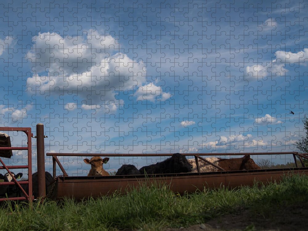 Cow Jigsaw Puzzle featuring the photograph Cows on the Farm by Holden The Moment