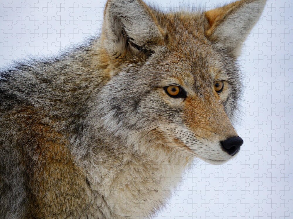 Coyote Jigsaw Puzzle featuring the photograph Coyote Portrait by Greg Norrell