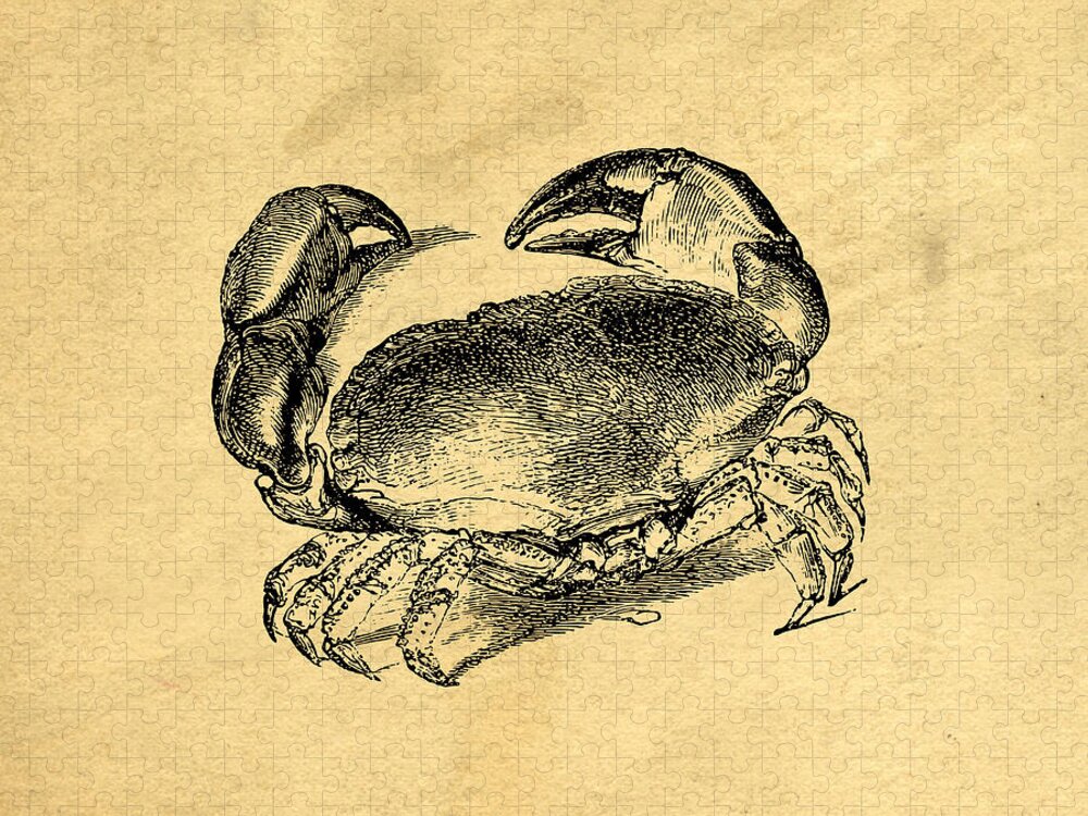 Crab Jigsaw Puzzle featuring the drawing Crab Vintage by Edward Fielding