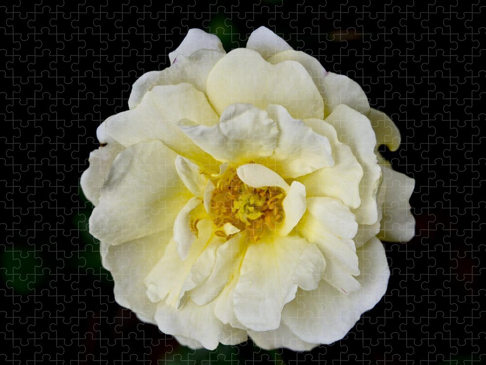 Rose Jigsaw Puzzle featuring the photograph Cream Rose on Black background. by Elena Perelman