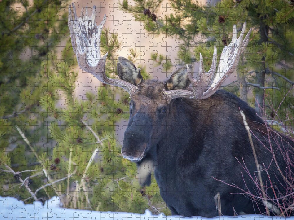 Moose Jigsaw Puzzle featuring the photograph Creekside by Kevin Dietrich