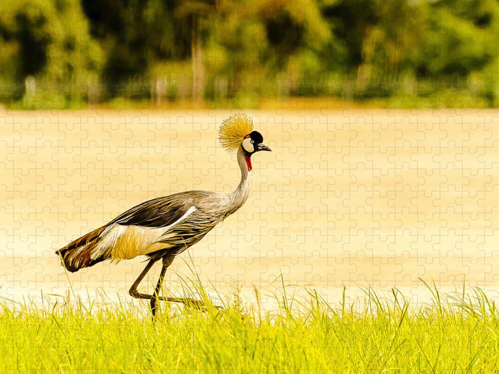 Birds Jigsaw Puzzle featuring the photograph Crested Crane by Patrick Kain