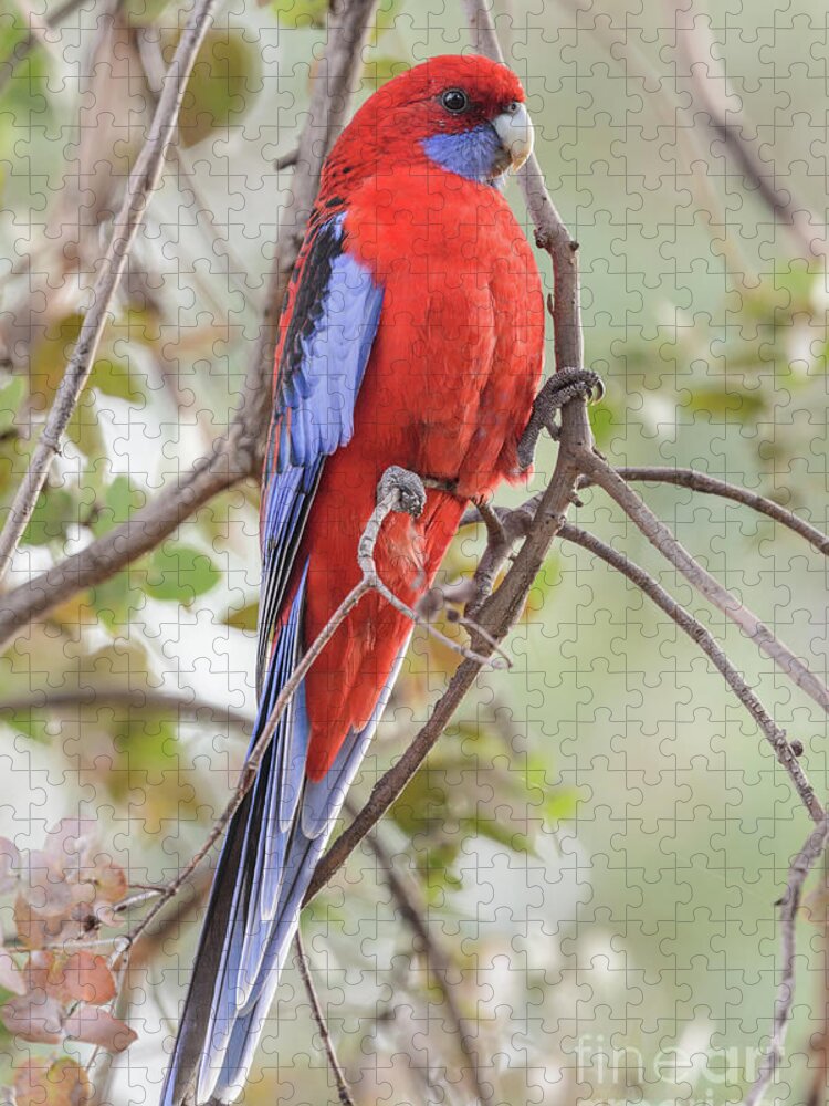 Bird Jigsaw Puzzle featuring the photograph Crimson Rosella 01 by Werner Padarin