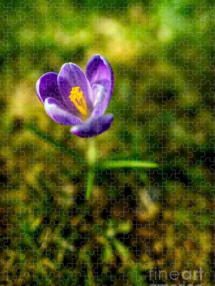 Crocus Jigsaw Puzzle featuring the photograph Crocus by Adrian Evans