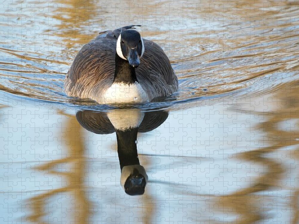 Goose Jigsaw Puzzle featuring the photograph Crusin The Pond by Bonfire Photography