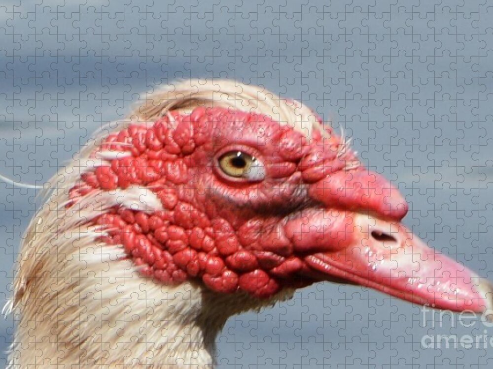 Geese Jigsaw Puzzle featuring the photograph Crying Goose by Dani McEvoy