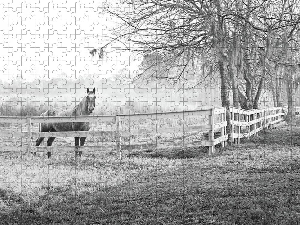 Horse Jigsaw Puzzle featuring the photograph Curious Fog by Scott Hansen