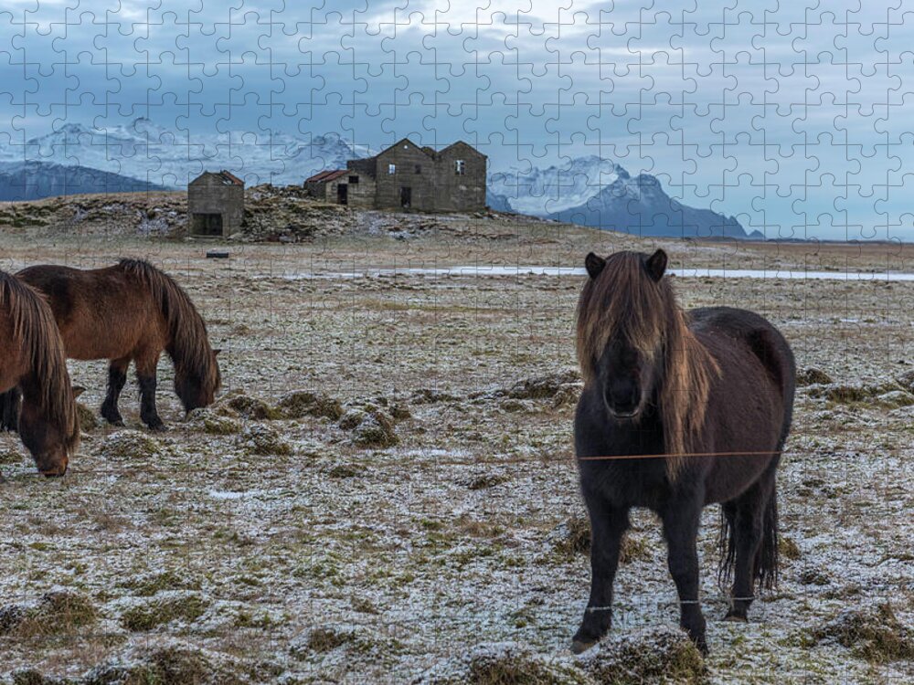 Landscape Jigsaw Puzzle featuring the photograph Curious Horse by Scott Cunningham