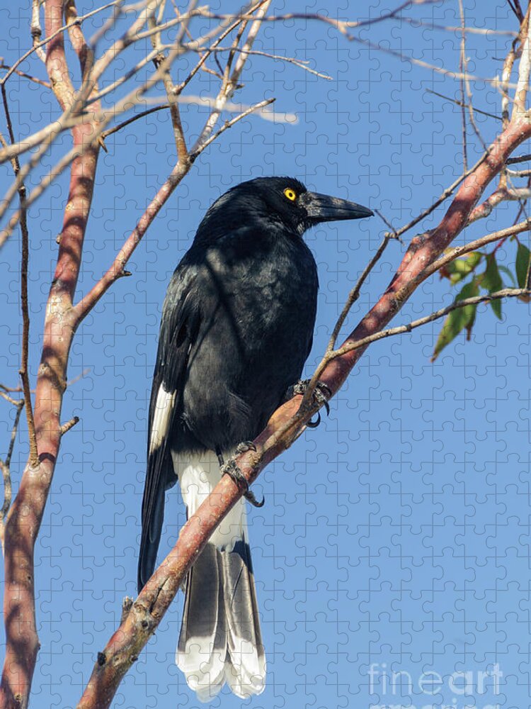 Bird Jigsaw Puzzle featuring the photograph Currawong by Werner Padarin