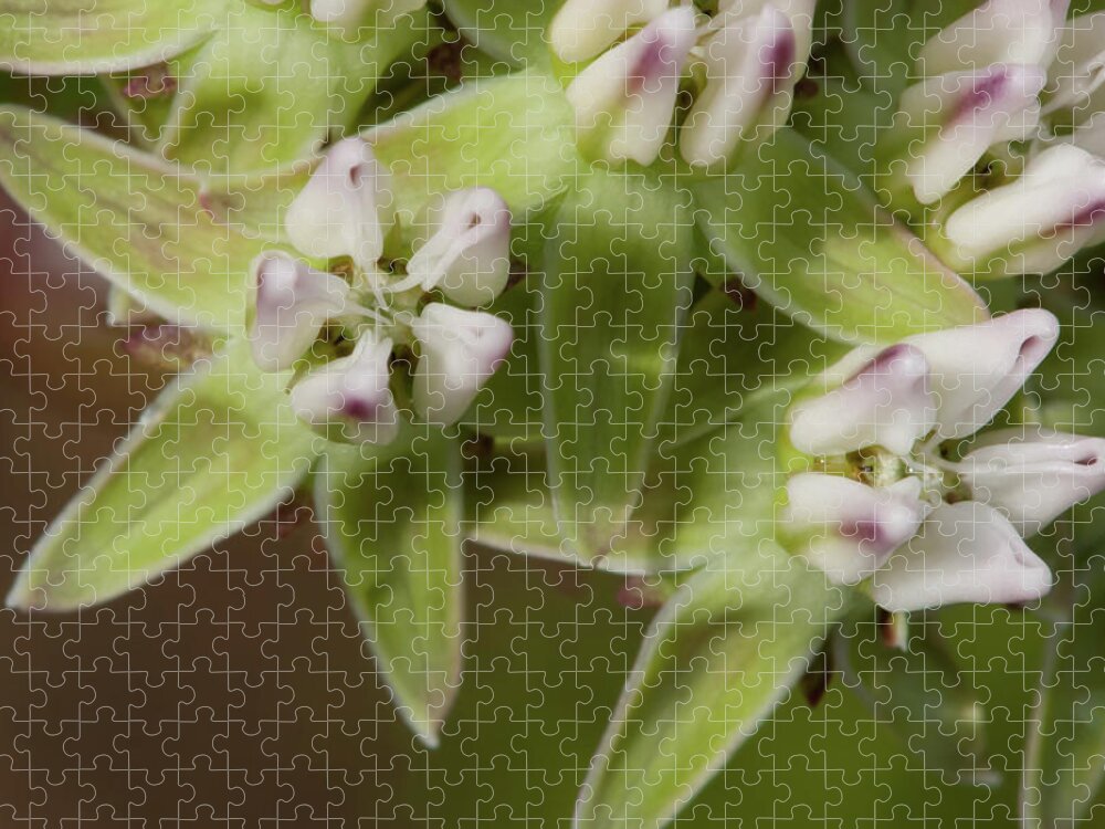 Milkweed Jigsaw Puzzle featuring the photograph Curtiss' Milkweed #4 by Paul Rebmann