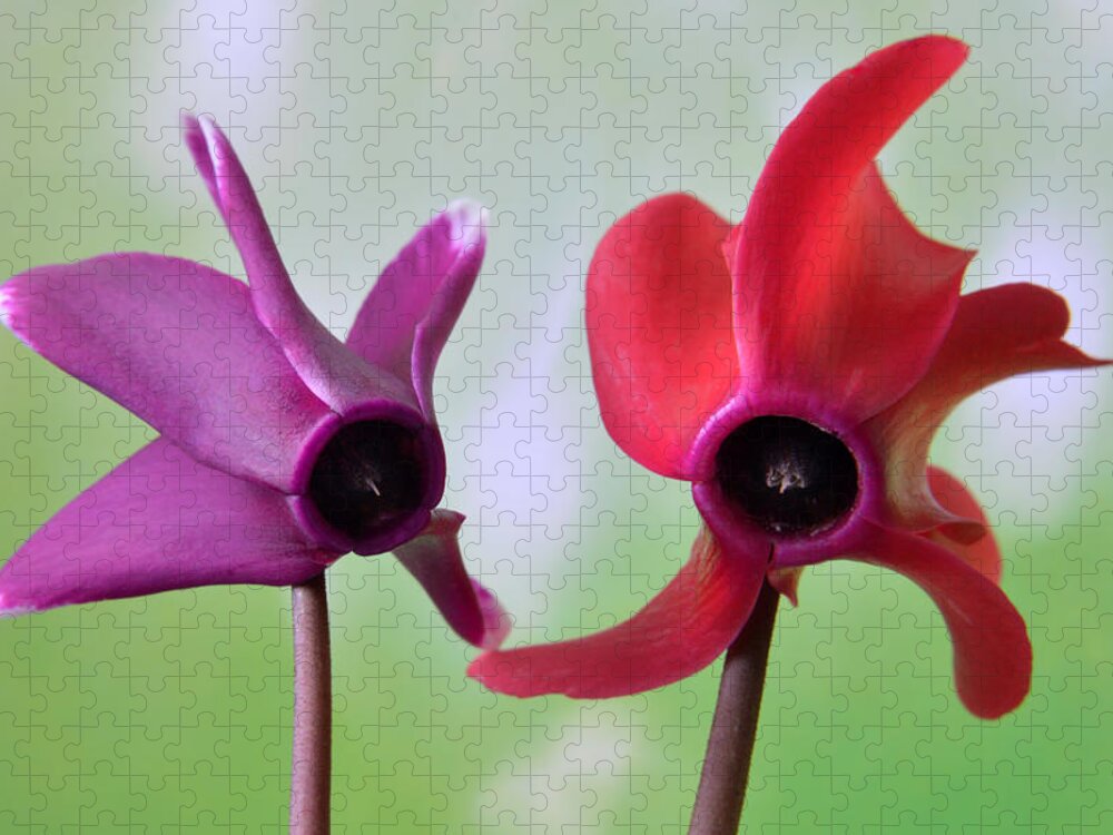 Cyclamen Jigsaw Puzzle featuring the photograph Cyclamen Duet. by Terence Davis