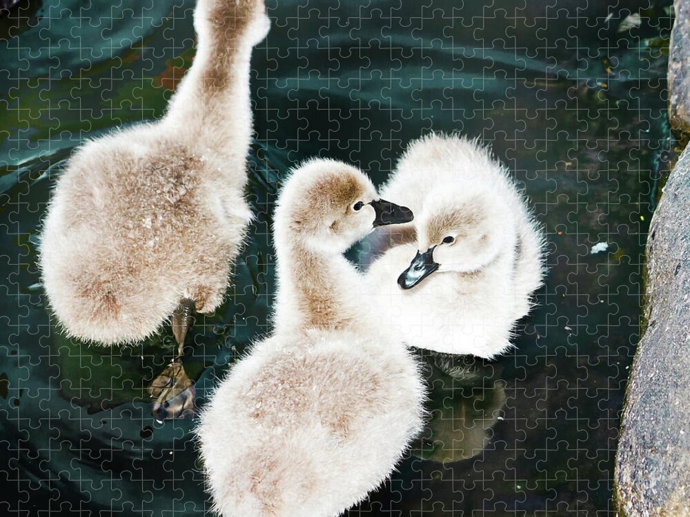 Stand-off Jigsaw Puzzle featuring the photograph Cygnets Stand Off by Miroslava Jurcik