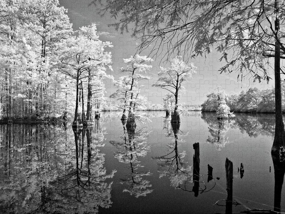 Cypress Jigsaw Puzzle featuring the photograph Cypress in Walkers Mill Pond by Bob Decker