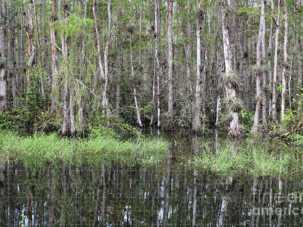 Cypress Swamps Jigsaw Puzzle featuring the photograph Cypress Trees Reflection by Carol Groenen