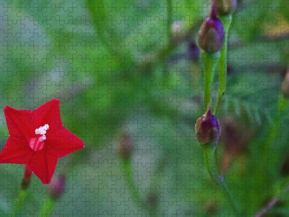 Photograph Jigsaw Puzzle featuring the photograph Cypress Vine Bloom and Seed Pods by M E