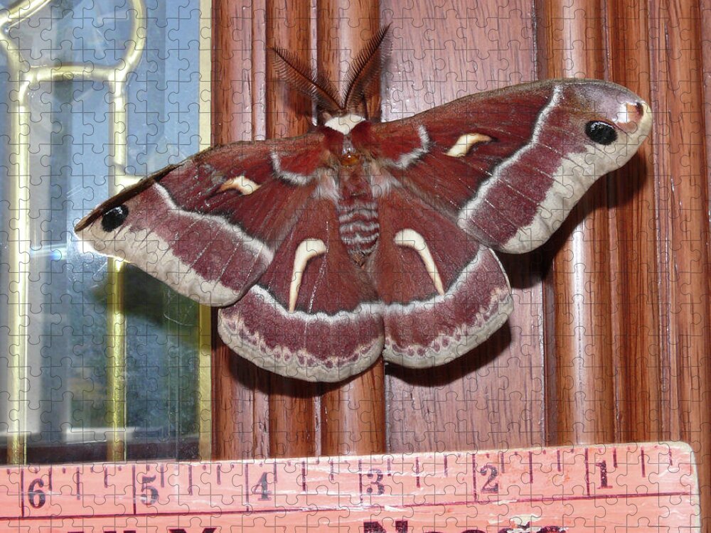 Cecropia Moth Jigsaw Puzzle featuring the photograph DA0008 Cecropia Moth on Sonoma Mountain by Ed Cooper Photography
