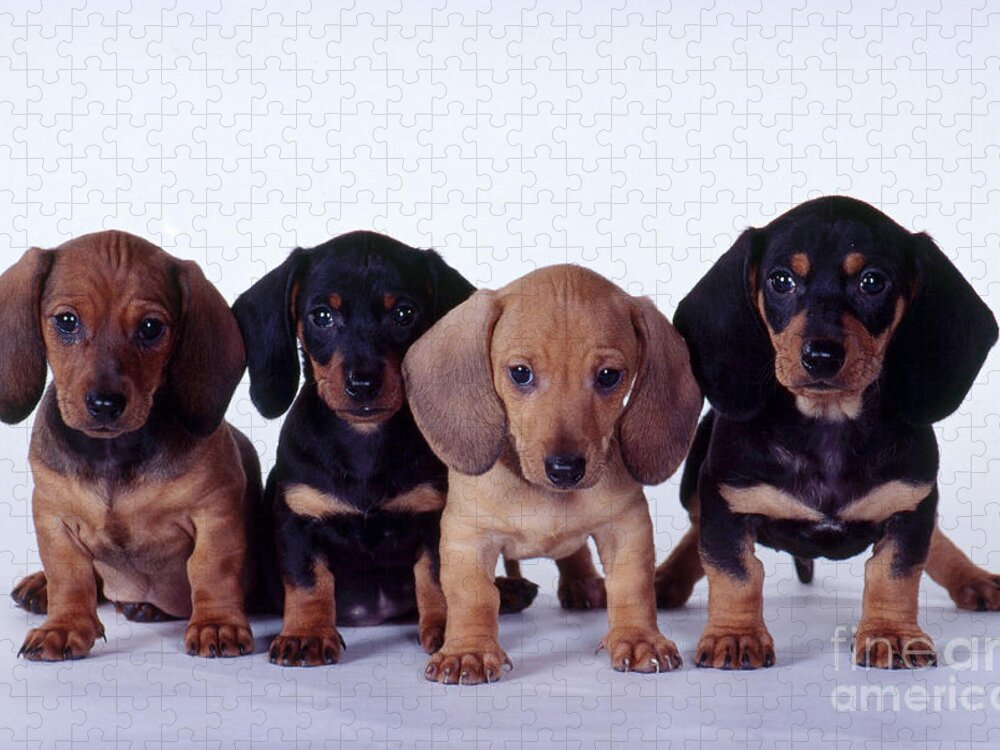 Dachshund Jigsaw Puzzle featuring the photograph Dachshund Puppies by Carolyn McKeone and Photo Researchers