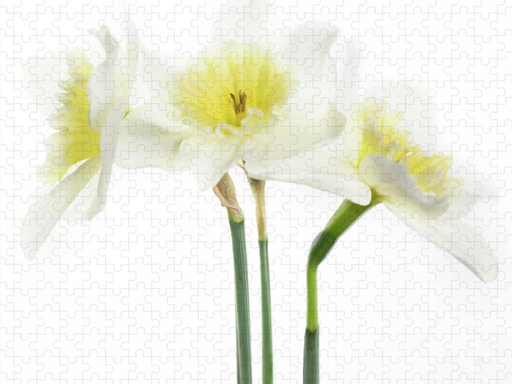 Daffodils Jigsaw Puzzle featuring the photograph Dafs by Rebecca Cozart