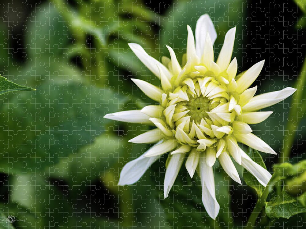 Dahlia Cactus Tall White Jigsaw Puzzle featuring the photograph Dahlia Cactus Tall White by Torbjorn Swenelius