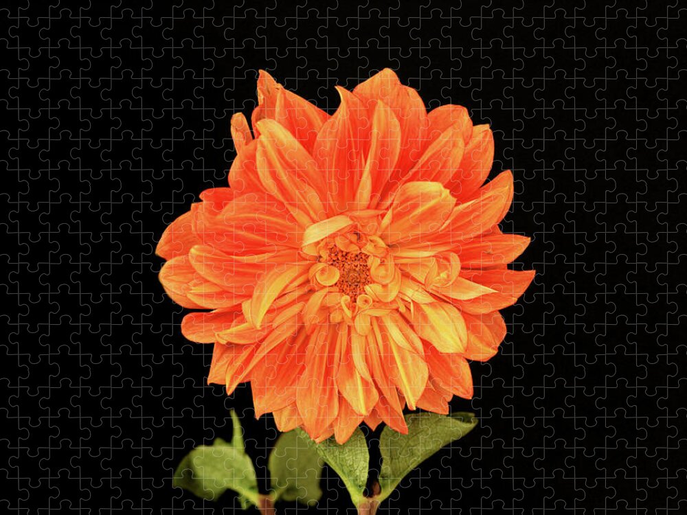 Dahlia Jigsaw Puzzle featuring the photograph Dahlia in Orange by Cheryl Day