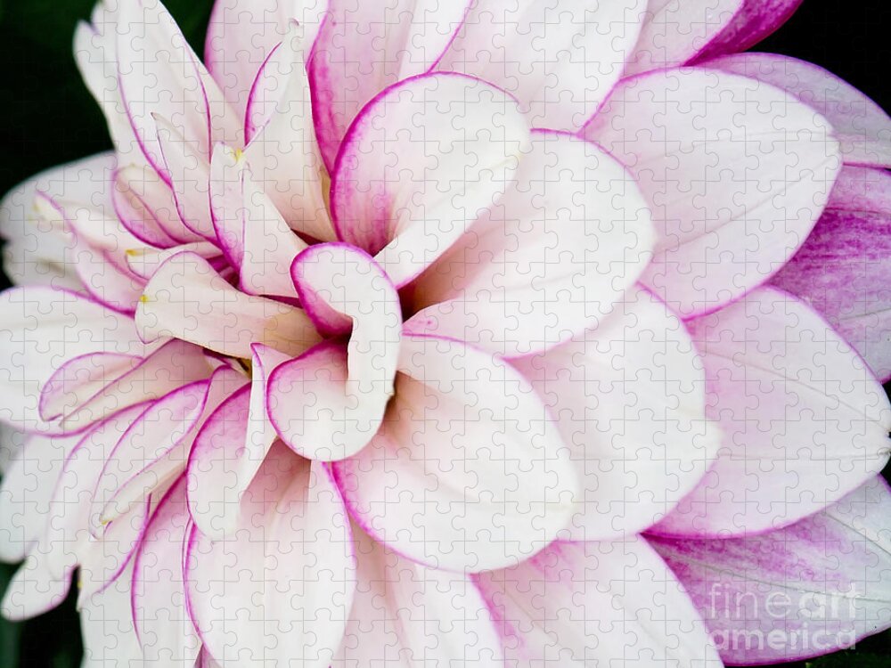 Dahlia Flower Photography Jigsaw Puzzle featuring the photograph Dahlia Photo Print by Gwen Gibson