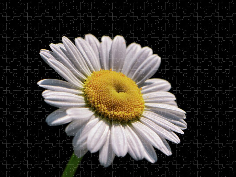 Macro Jigsaw Puzzle featuring the photograph Daisy 011 by George Bostian