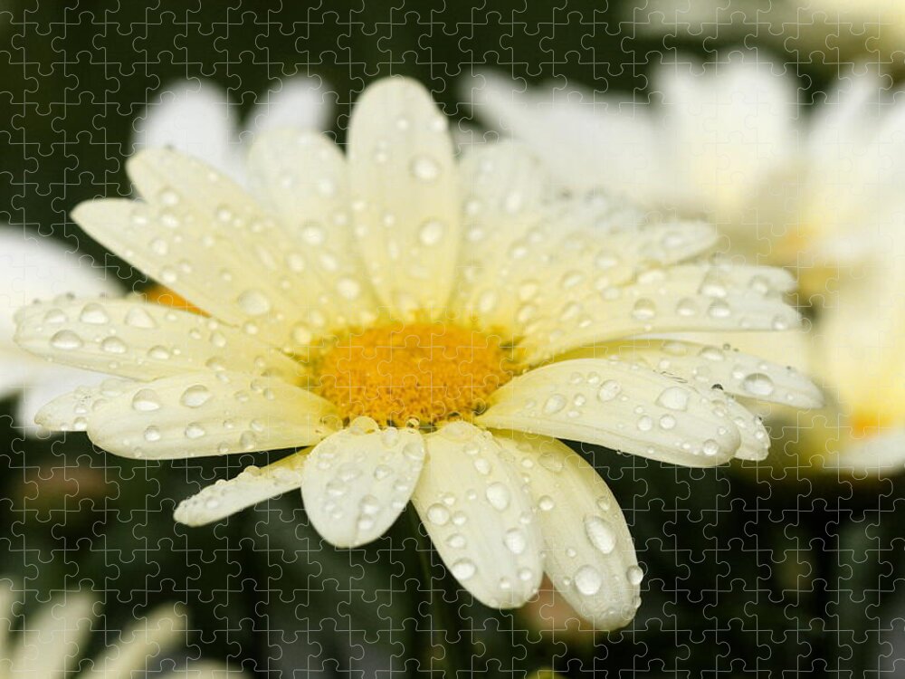 Daisy Jigsaw Puzzle featuring the photograph Daisy After Shower by Angela Rath