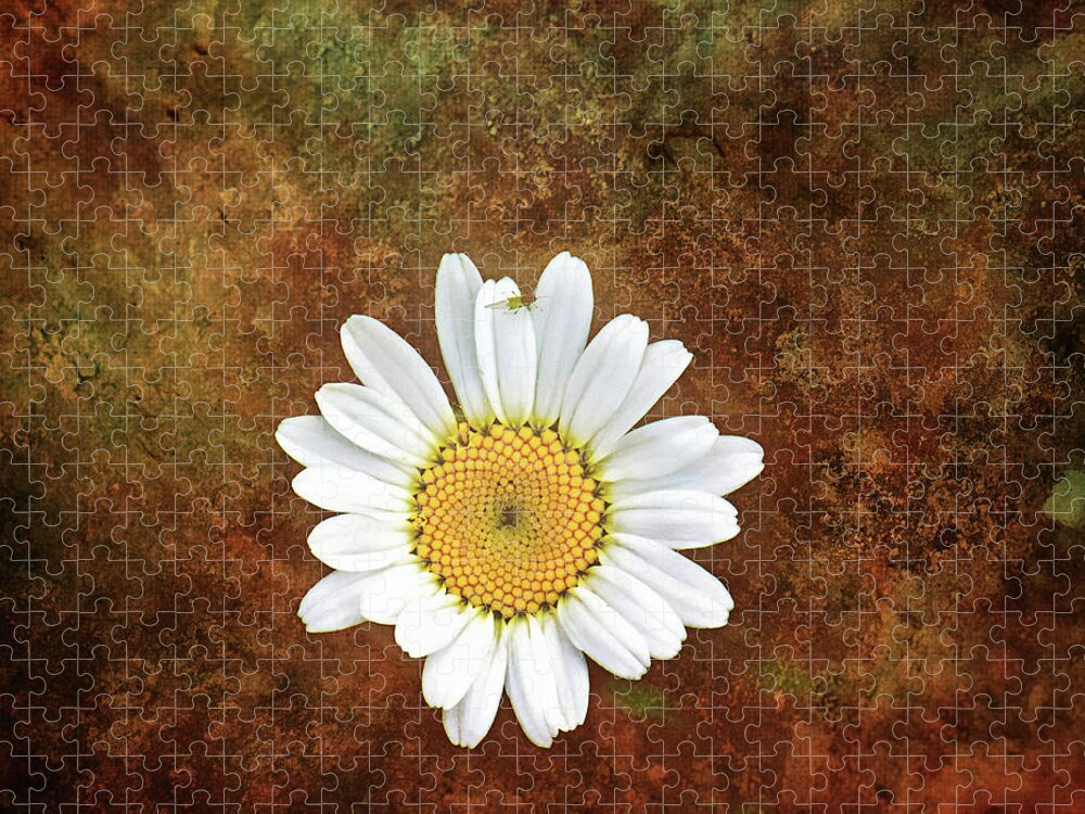 Daisy Flower Photography Jigsaw Puzzle featuring the photograph Daisy Bug Photo Bomb Wall Art by Gwen Gibson