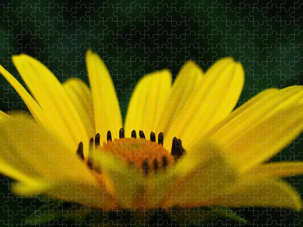 Daisy Jigsaw Puzzle featuring the photograph Daisy by Juergen Roth