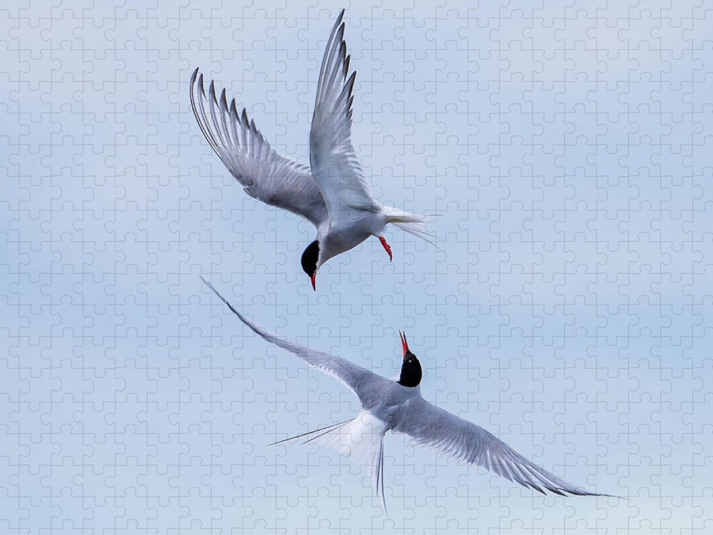 Dancing Arctic Terns Jigsaw Puzzle featuring the photograph Dancing Arctic Terns by Torbjorn Swenelius