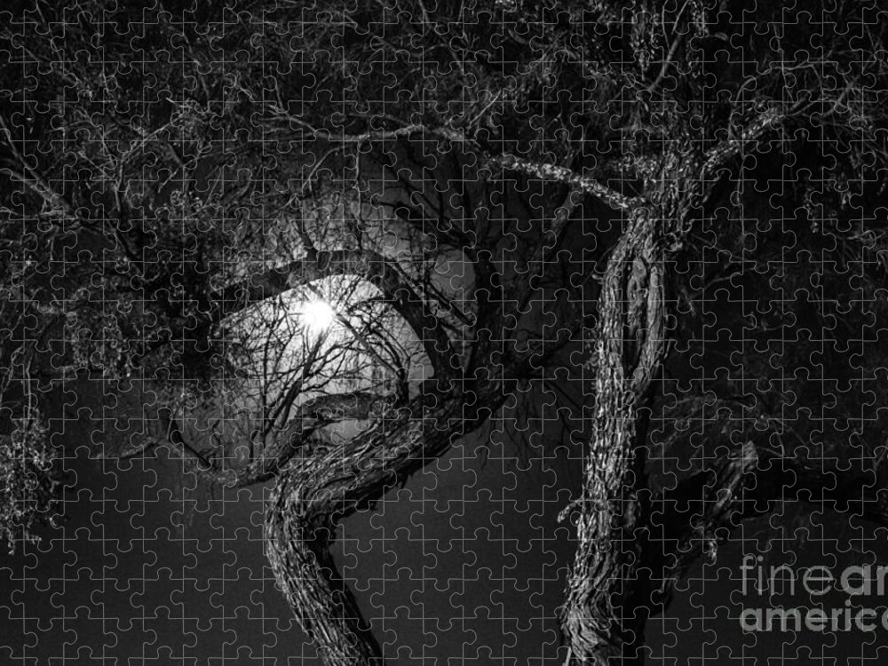 Trees Jigsaw Puzzle featuring the photograph Dancing By The Light of the Moon by Toma Caul