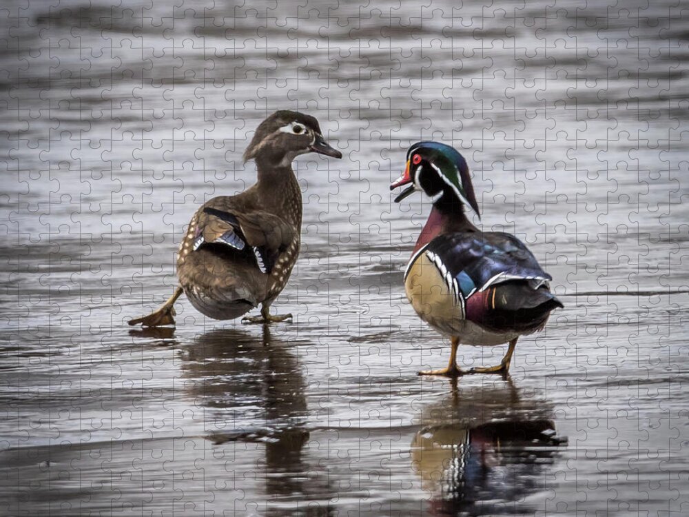 Duck Jigsaw Puzzle featuring the photograph Dancing Wood Ducks by Paul Freidlund