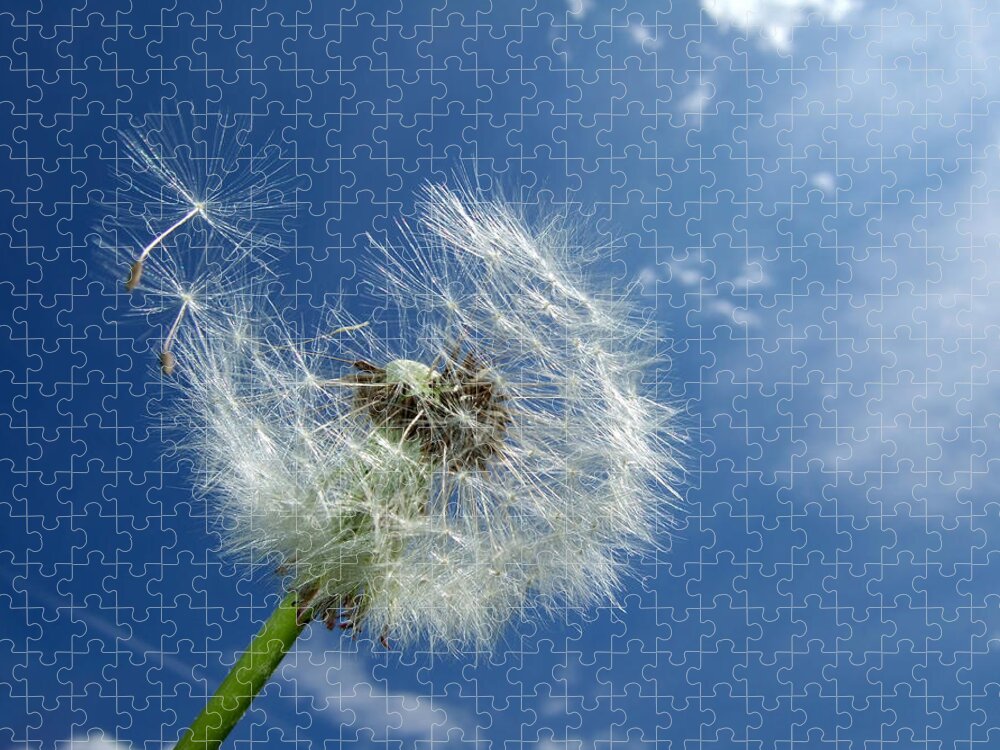 Dandelion Jigsaw Puzzle featuring the photograph Dandelion and blue sky by Matthias Hauser