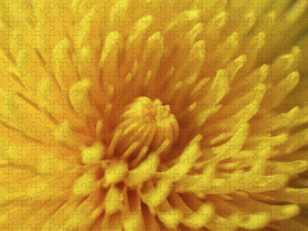 Dandelion Bloom Jigsaw Puzzle featuring the photograph Dandelion Bloom by Dylan Punke