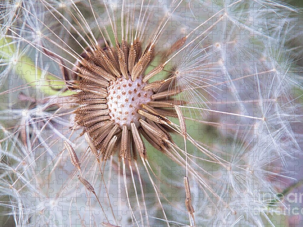 Nature Jigsaw Puzzle featuring the photograph Dandelion Delicacy by Sharon McConnell