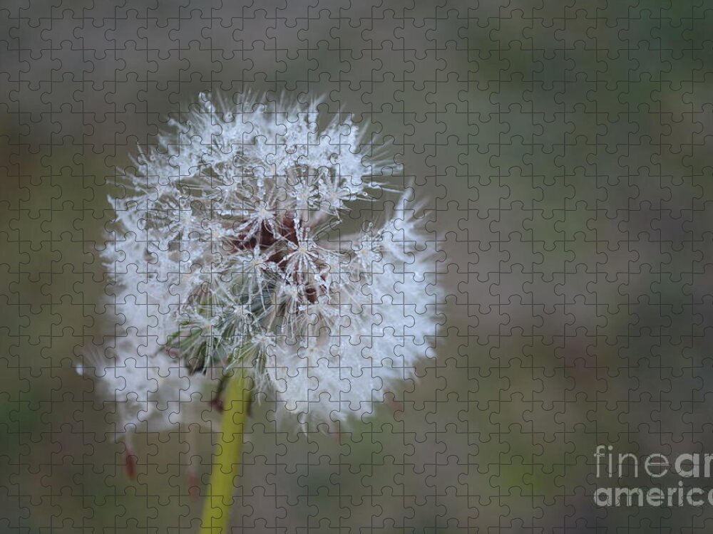 Dandelion Frost Jigsaw Puzzle featuring the photograph Dandelion Frost by Maria Urso