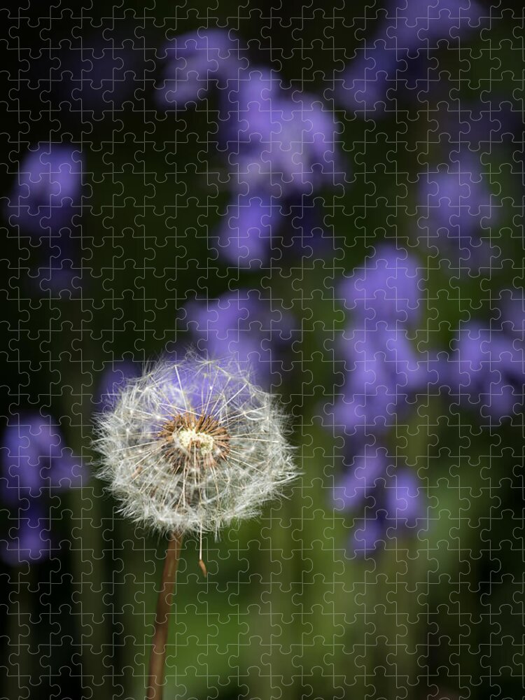 Bluebell Jigsaw Puzzle featuring the photograph Dandelion in Bluebells by Nigel R Bell