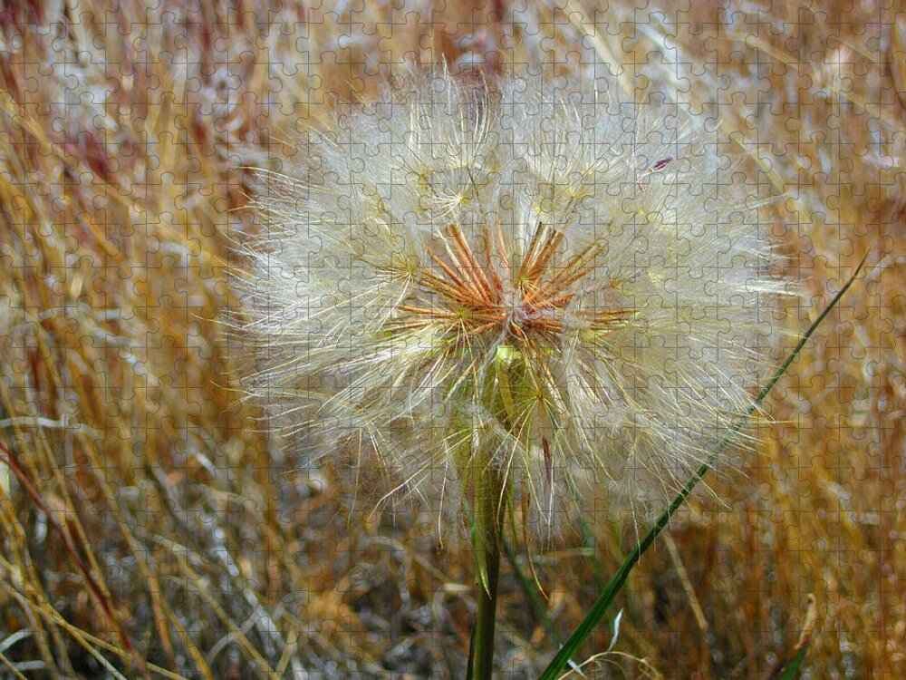 Weed Jigsaw Puzzle featuring the photograph Dandelion by Jennifer Muller