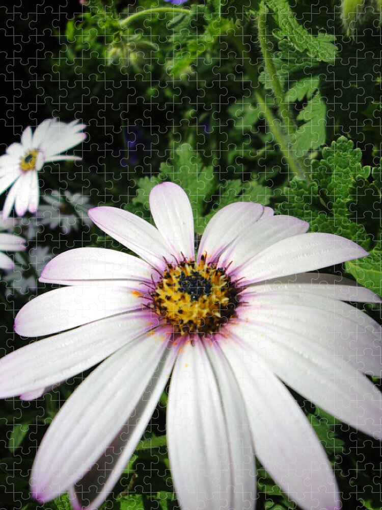 Flora Jigsaw Puzzle featuring the photograph Dandy Daisy by Susan Baker