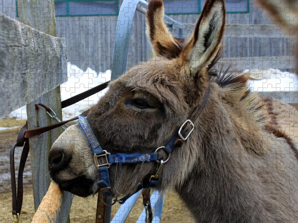 Donkey Jigsaw Puzzle featuring the photograph Daniel the Donkey by Suzanne DeGeorge
