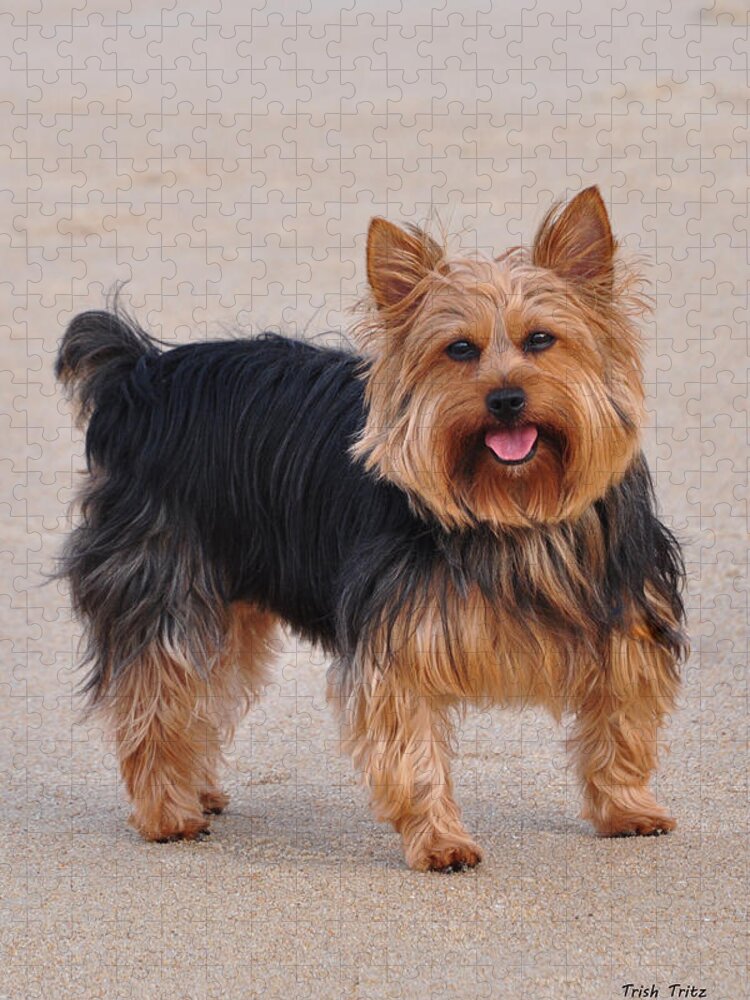 Yorkie Jigsaw Puzzle featuring the photograph Dapper Dog by Trish Tritz