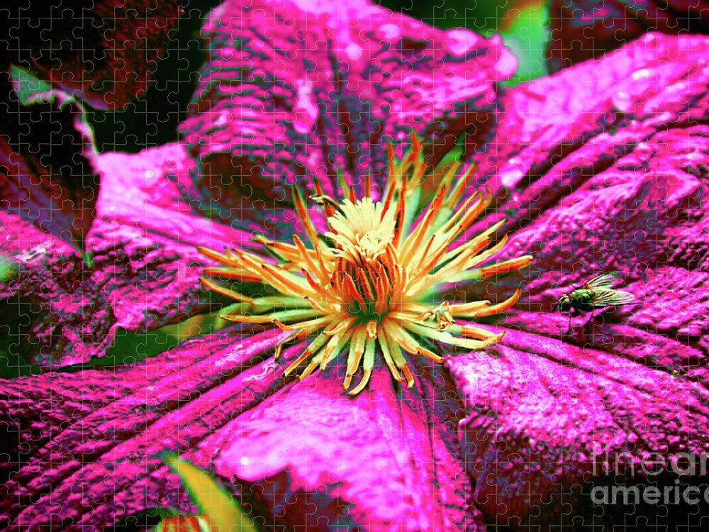 Daring Clematis Jigsaw Puzzle featuring the photograph Daring Clematis by Mariola Bitner