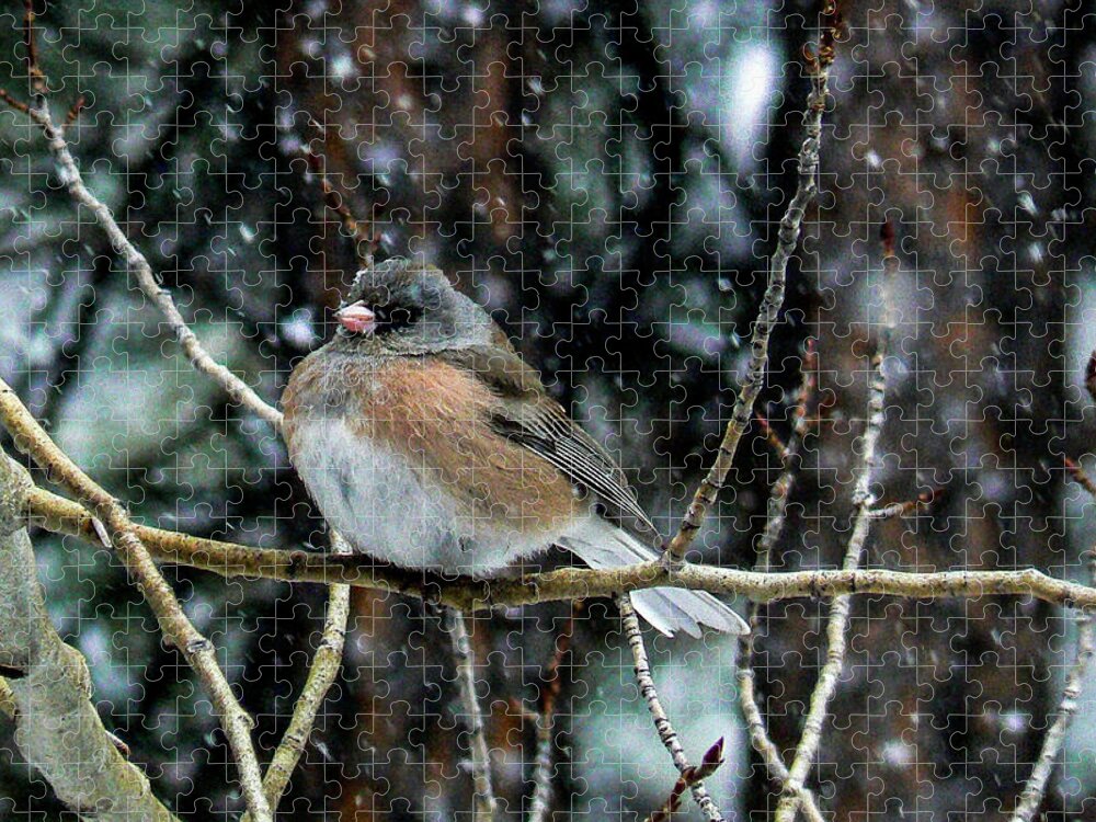 Colorado Jigsaw Puzzle featuring the photograph Dark-eyed Junco During a Snowfall by Marilyn Burton