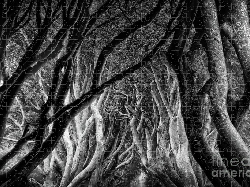 Dark Hedges Jigsaw Puzzle featuring the photograph Dark Hedges Kings Road by Norma Warden