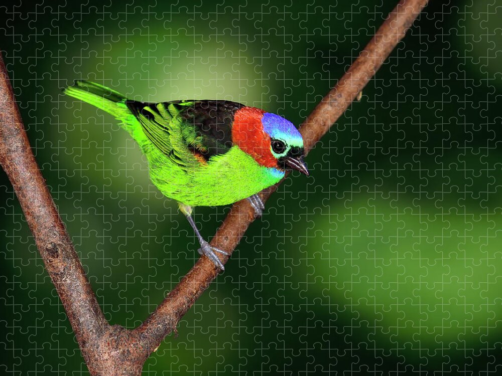 Red-necked Tanager Jigsaw Puzzle featuring the photograph Dark to Light by Tony Beck