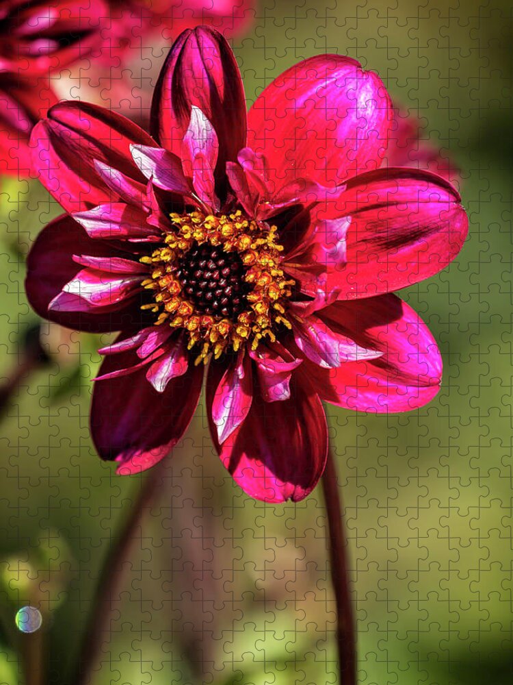Dahlia Jigsaw Puzzle featuring the photograph Darling Dahlia by Belinda Greb