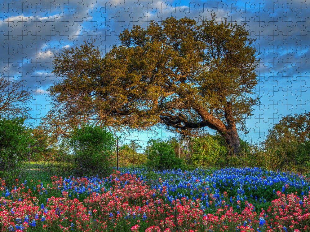 Bluebonnets Jigsaw Puzzle featuring the photograph Dawn's Early Light by Tom Weisbrook