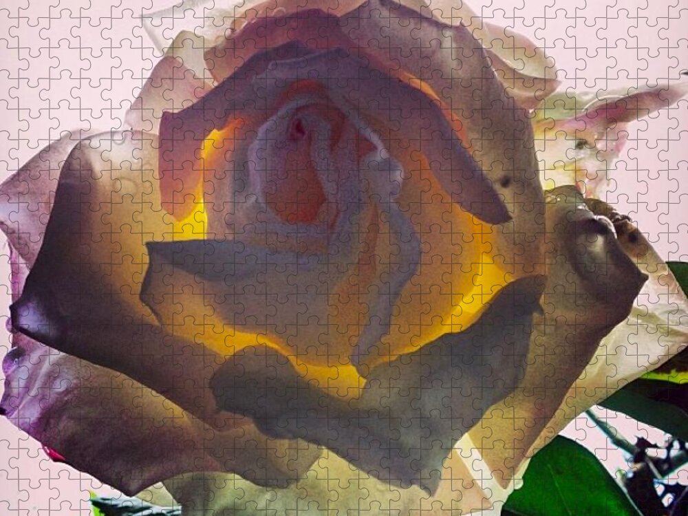 Rose Jigsaw Puzzle featuring the photograph Daybreak by Denise Railey