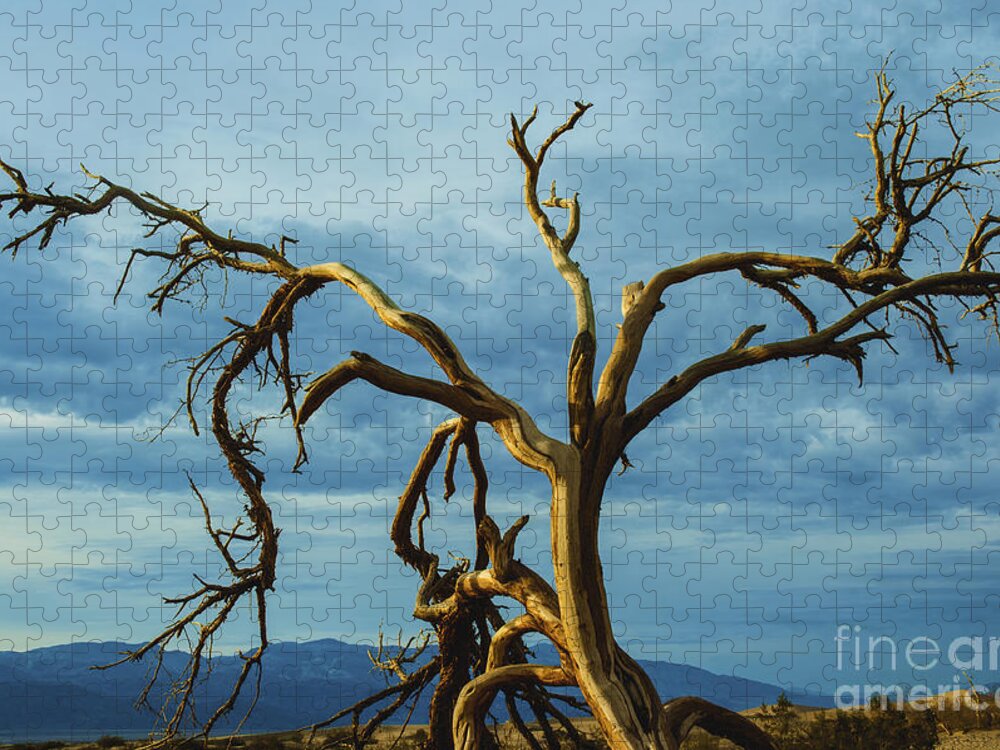 Death Valley Jigsaw Puzzle featuring the photograph Dead tree in Death Valley 7 by Micah May