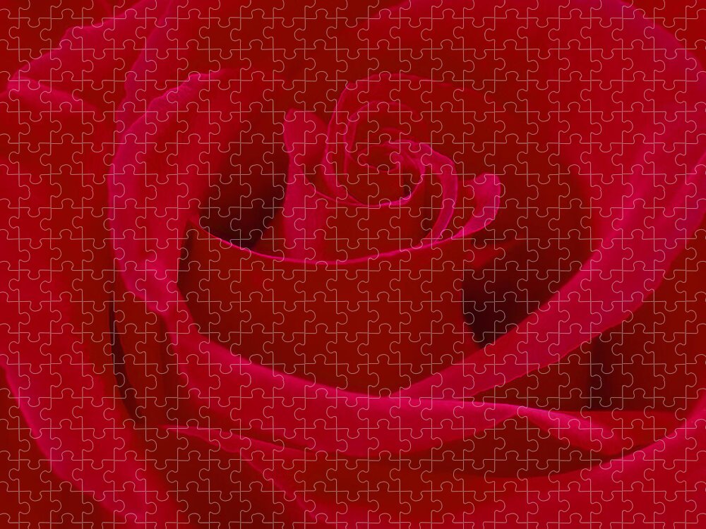 Red Rose Jigsaw Puzzle featuring the photograph Deep Red Rose by Mike McGlothlen